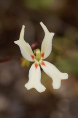 Stylidium emarginatum