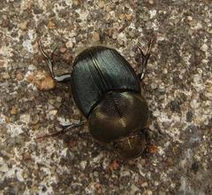 Proagoderus aureiceps
