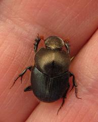 Proagoderus aureiceps