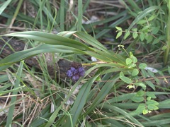 Dianella congesta
