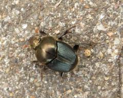 Proagoderus aureiceps