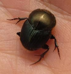 Proagoderus aureiceps