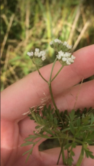 Selinum carvifolia