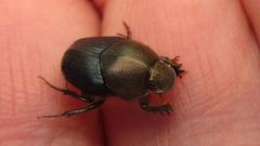 Proagoderus aureiceps