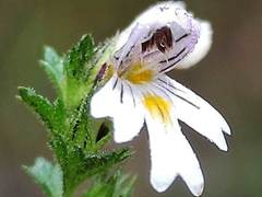 Euphrasia hirtella