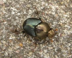 Proagoderus aureiceps
