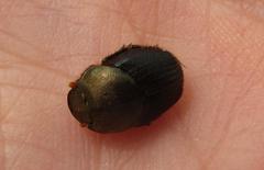 Proagoderus aureiceps
