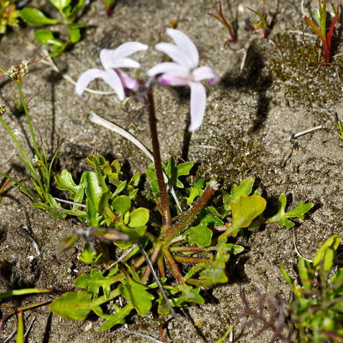 bittercress (Cardamine ×incisa)
