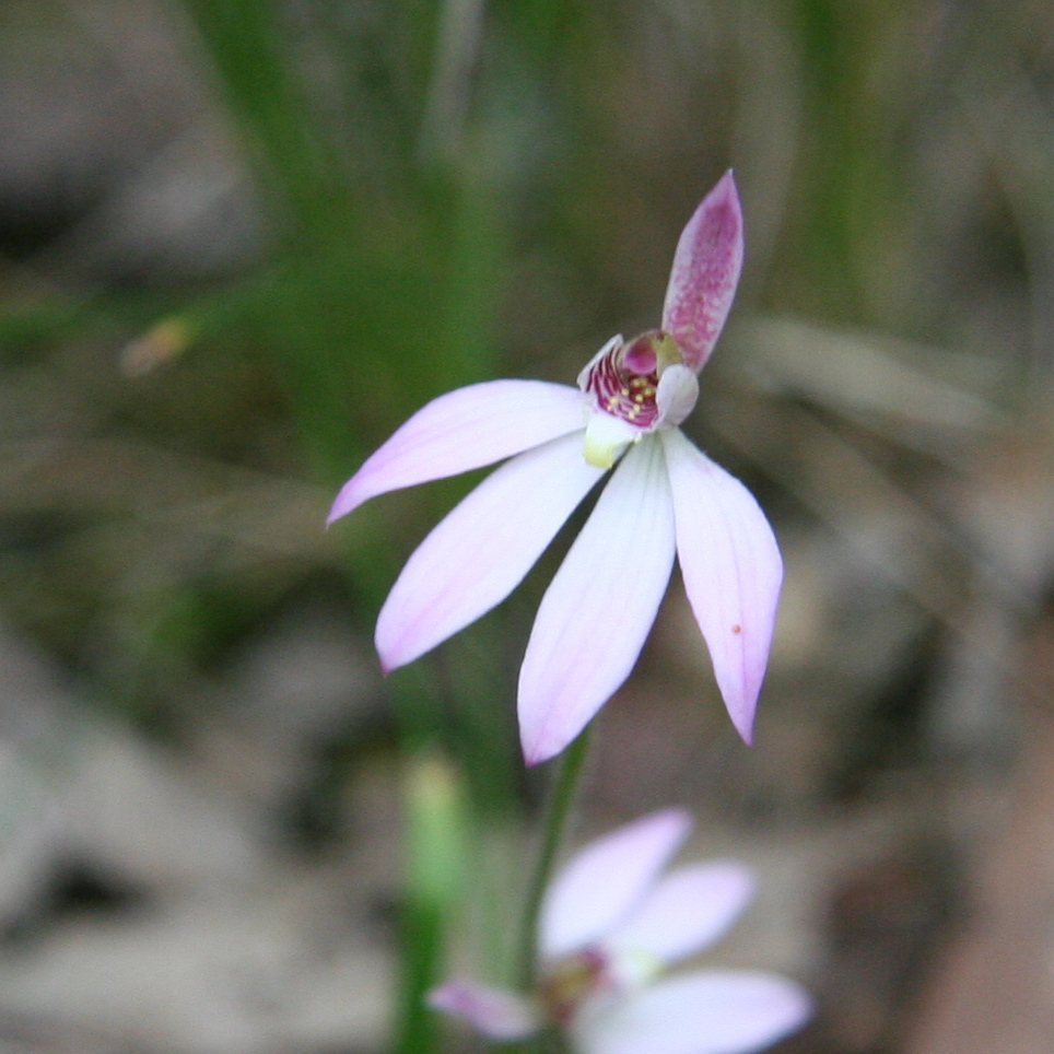 Caladenia carnea