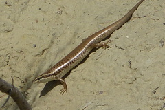 Heremites auratus transcaucasicus