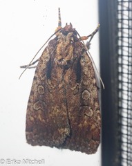 Eueretagrotis attentus