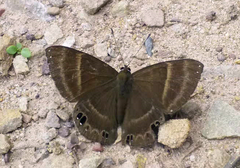Abisara freda