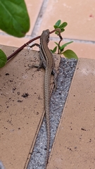 Podarcis vaucheri