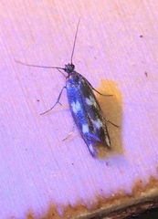 Scythris scopolella