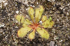 Drosera bulbosa
