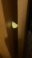 Opisthograptis luteolata