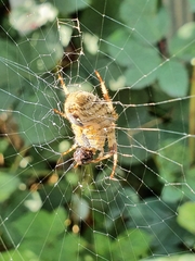 Araneus diadematus