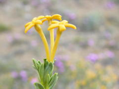 Lasiosiphon deserticola