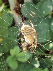 Araneus diadematus