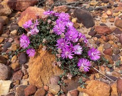 Lampranthus debilis