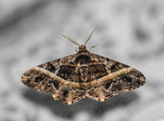 Harutalcis vialis