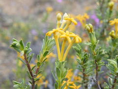 Lasiosiphon deserticola