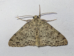 Naxidia irrorata