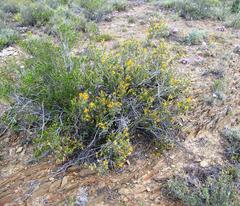 Lasiosiphon deserticola