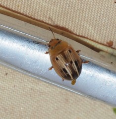 Peltoschema perplexum