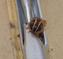 Peltoschema perplexum