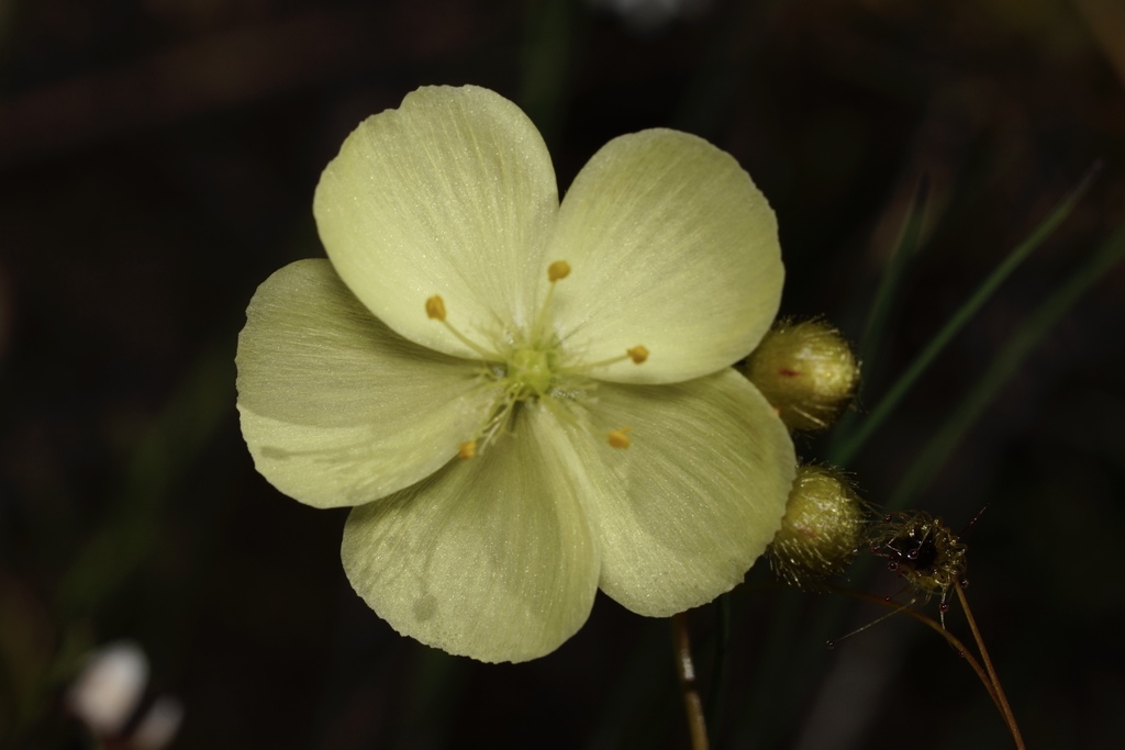 Drosera intricata Planch.