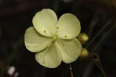 Drosera intricata