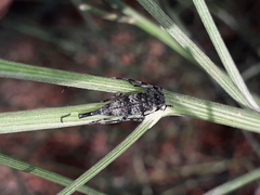 Acanthocinus griseus