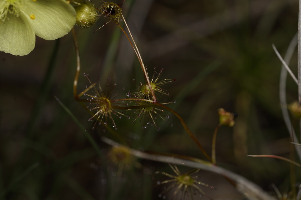 Drosera intricata Planch. 2