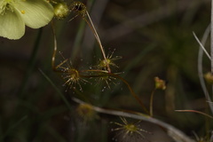 Drosera intricata