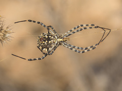 Argiope lobata