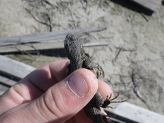 Sceloporus occidentalis occidentalis