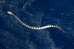 Hydrophis macdowelli