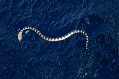 Hydrophis macdowelli