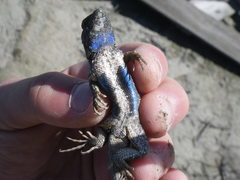 Sceloporus occidentalis occidentalis