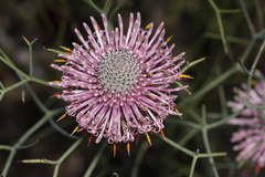 Isopogon divergens