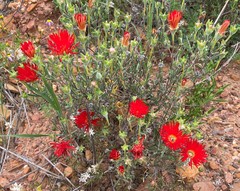 Drosanthemum micans