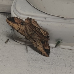 Menophra subplagiata