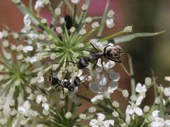Camponotus cinctellus