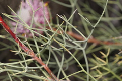 Isopogon divergens