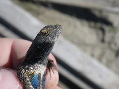Sceloporus occidentalis occidentalis