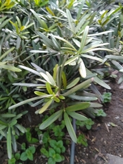 Podocarpus macrophyllus