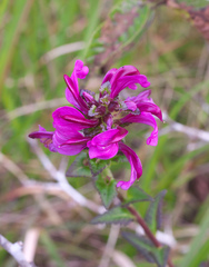 Pedicularis resupinata microphylla