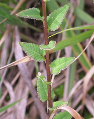 Pedicularis resupinata microphylla