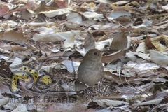 Catharus occidentalis